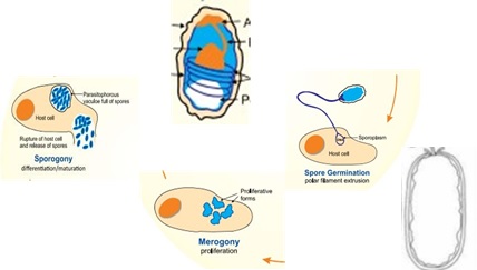 EHP-truyen-DNA-qua-te-bao-chu